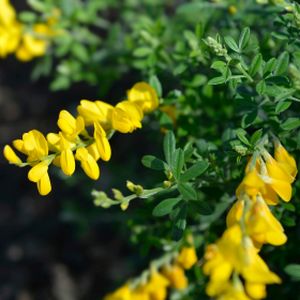 Cytisus racemosus 7L