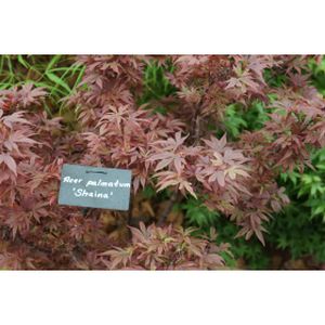 Acer palmatum 'Shaina'  1/2 Std 20L