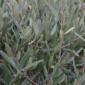 Olive Olea europaea (On Stem) 35L (150cm)
