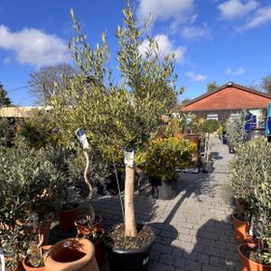 Olive Olea europaea (On Stem) 35L (150cm)