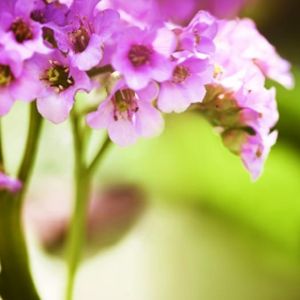 Prostanthera rotundifolia (AGM) 3L