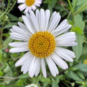 Erigeron karvinskianus 'Stallone' 1L