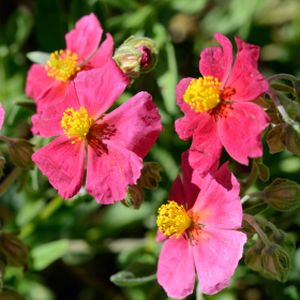 Helianthemum 'Ben Ledi' 1L