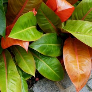 Philodendron 'Prince of Orange' (14cm Pot)