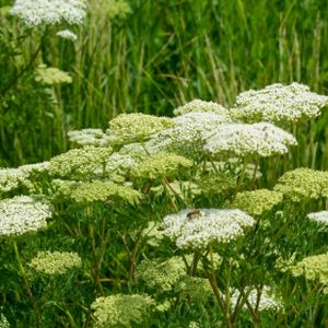 Cenolophium denudatum (AGM) 2L