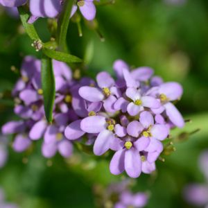 Iberis x hybrida 'Mermaid Lavender' 1L