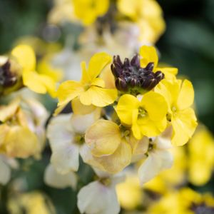 Erysimum 'Yellow Bird' 1L