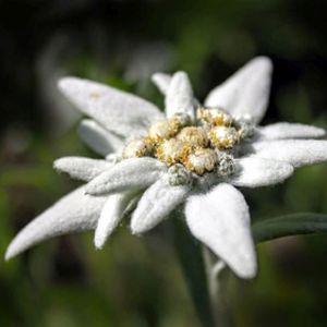 Leontopodium alpinum 'Edelweiss' 1L