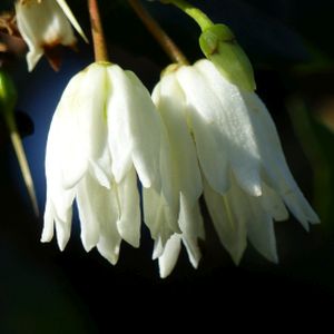 Crinodendron patagua 3L