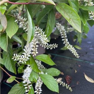 Itea virginica 'Merlot' 3L