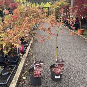 Acer palmatum 'Nimura Princess' 3L