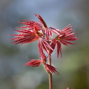 Acer palmatum 'Shirazz' 18L