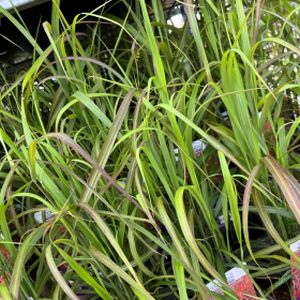 Miscanthus sinensis 'Navajo' 3L