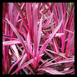 Cordyline australis 'Paso Doble' 2L