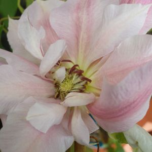 Clematis 'Matka Siedliska' 3L