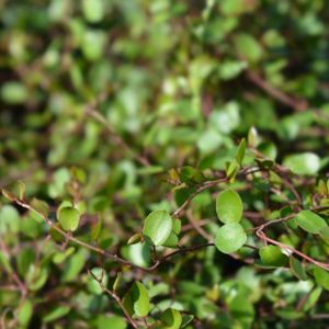 Muehlenbeckia complexa 'Maori'  (11cm Pot)