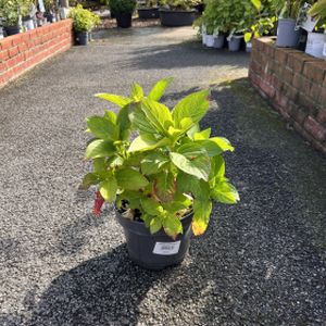 Hydrangea macrophylla 'Teller Mix' 5L