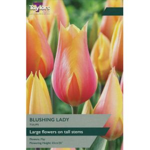 Taylors Tulip Blushing Lady