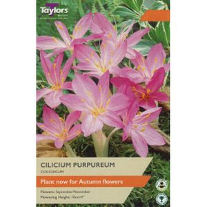 Taylors Colchicum Cilicium Purpureum