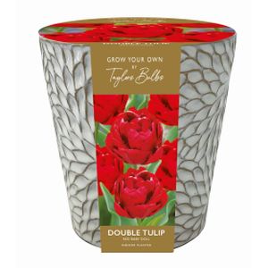 Taylors Indoor Tulip Ceramic Planter