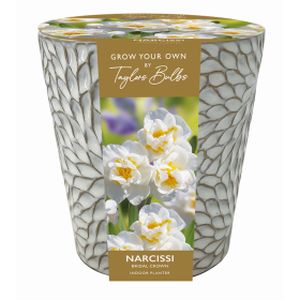 Taylors Indoor Narcissi Ceramic Planter