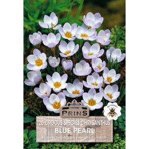 Prins Crocus Species Chrysanthus Blue Pearl