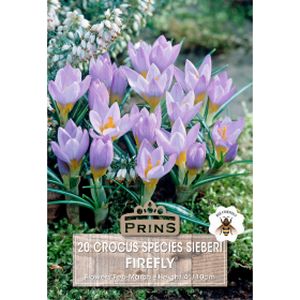 Prins Crocus Species Sieberi Firefly