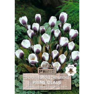 Prins Crocus Species Chrysanthus Prins Claus