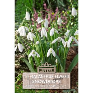 Prins Galanthus Elwesii Snowdrops pack of 10