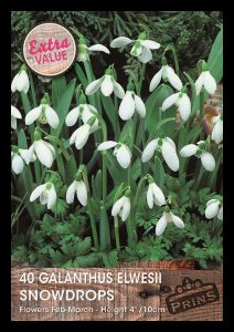 Prins Galanthus Elwesii Snowdrops pack of 40