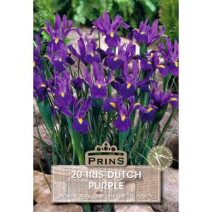 Prins Iris Dutch Purple