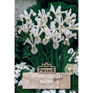 Prins Iris Dutch White