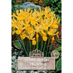 Prins Iris Dutch Yellow