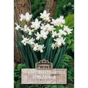 Prins Narcissus Tresamble