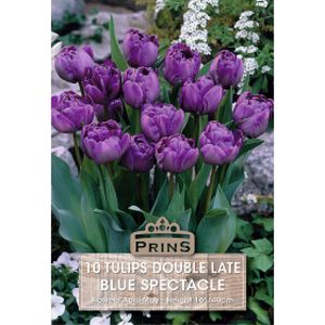 Prins Tulips Blue Spectacle