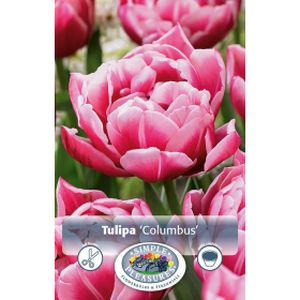 Simple Tulipa Columbus