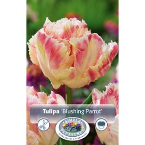 Simple Tulipa Blushing Parrot