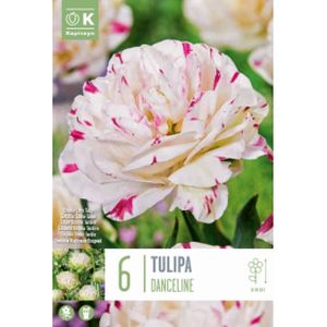 Kapiteyn Tulip Double Late Danceline