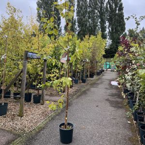 Betula albosinensis 'China Ruby' 12L