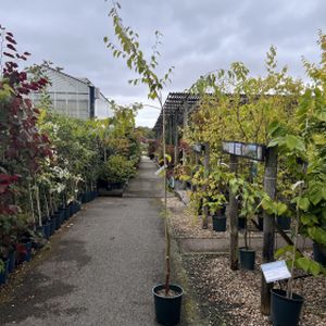 Betula utilis 'Dark-Ness' 12L