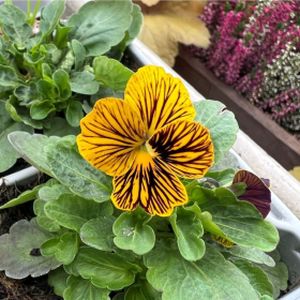 Viola Tiger Eye Multi-Pack