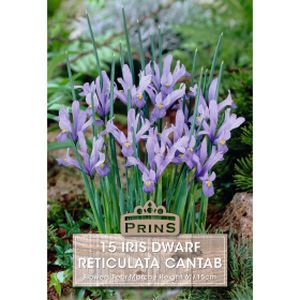 Prins Iris Dwarf Cantab