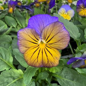 Viola Sorbet Morpho Multi-Pack