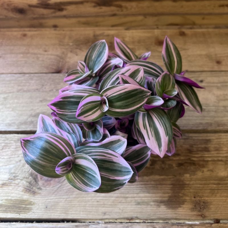 Tradescantia 'Nanouk' (5.5cm Pot) - Coolings Garden Centre