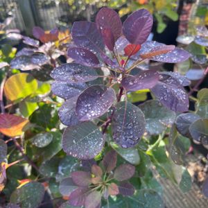 Cotinus coggygria 'Flamissimo' 3L