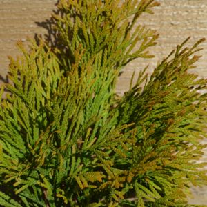 Thuja occidentalis 'Golden Smaragd' 90L