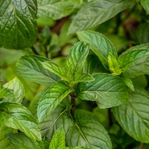 Mint Peppermint Mentha x piperita (9cm Pot)