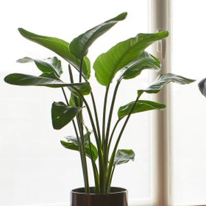 Strelitzia nicolai (35cm Pot)