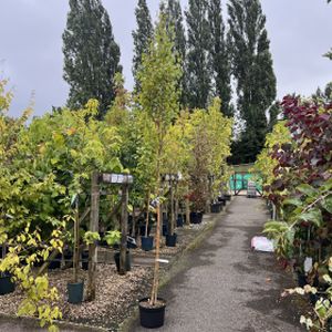 Betula pendula 'Fastigiata' 12L