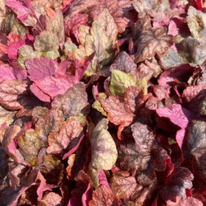 Heucherella 'Redstone Falls' 1L